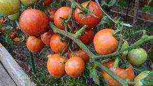 the best carp varieties of tomatoes