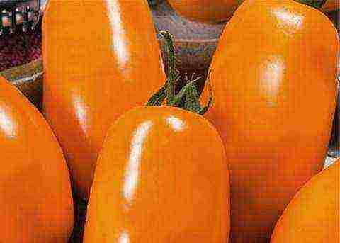the best carp varieties of tomatoes