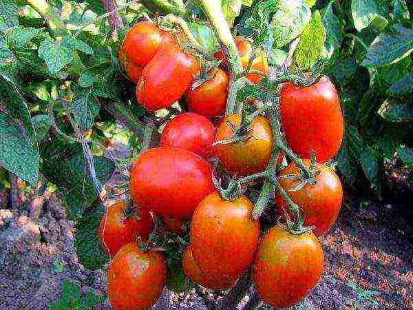 the best carp varieties of tomatoes