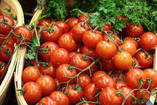 the best carp varieties of tomatoes