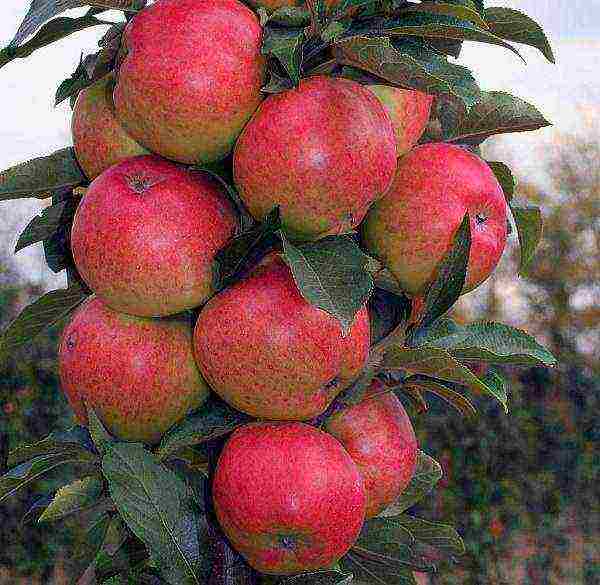 the best columnar varieties of apple trees