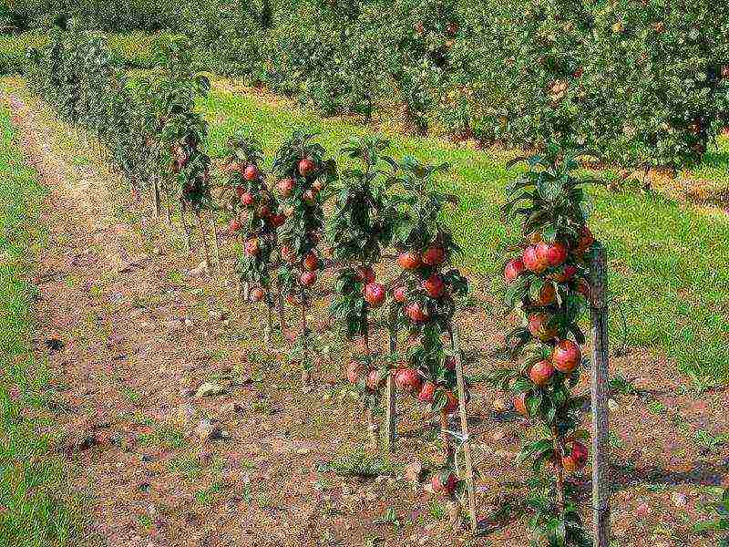 the best columnar varieties of apple trees