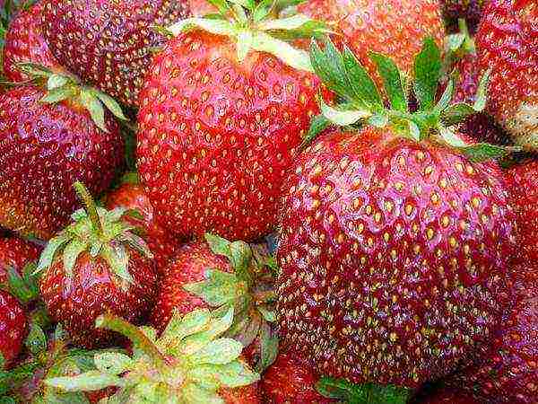the best large-fruited strawberries