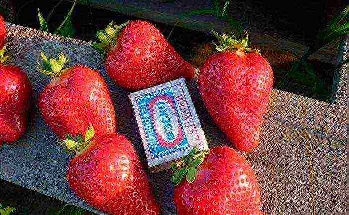 the best large-fruited strawberries