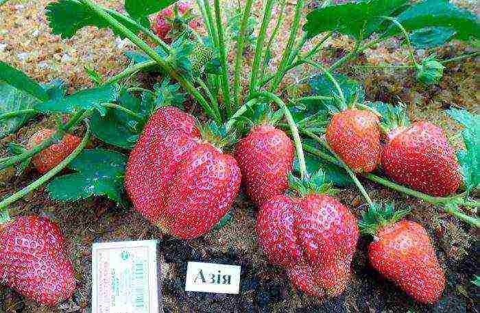 the best large-fruited strawberries