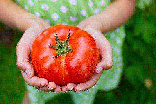 the best large-fruited varieties of tomatoes