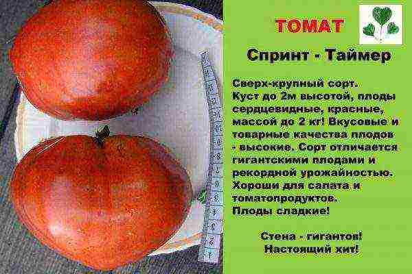 the best large-fruited varieties of tomatoes