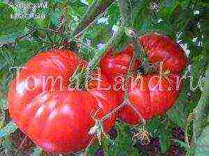 the best large-fruited varieties of tomatoes