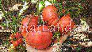 the best large-fruited varieties of tomatoes