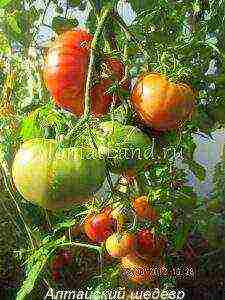 the best large-fruited varieties of tomatoes