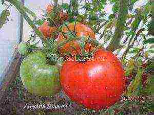 the best large-fruited varieties of tomatoes