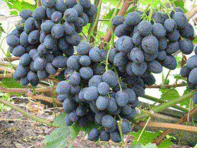 the best large-fruited grape varieties