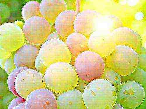 the best large-fruited grape varieties