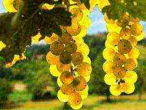 the best large-fruited grape varieties