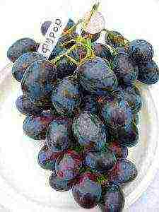 the best large-fruited grape varieties