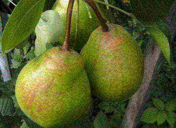 the best summer varieties of pears