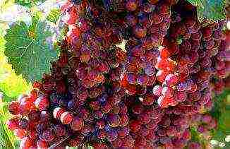 the best muscat grapes