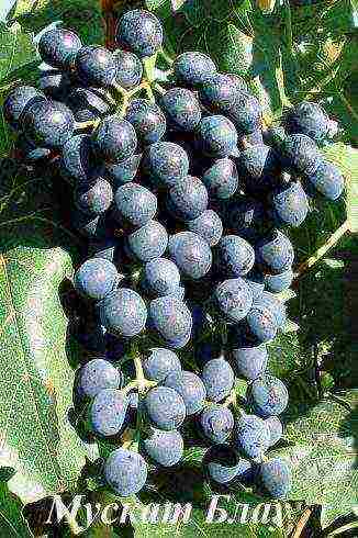 the best muscat grapes