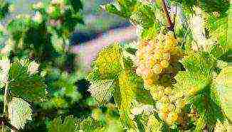 the best muscat grapes