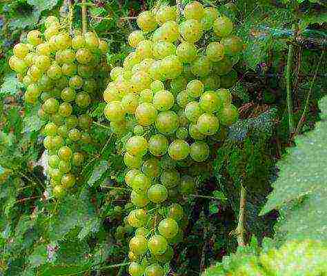 the best muscat grapes