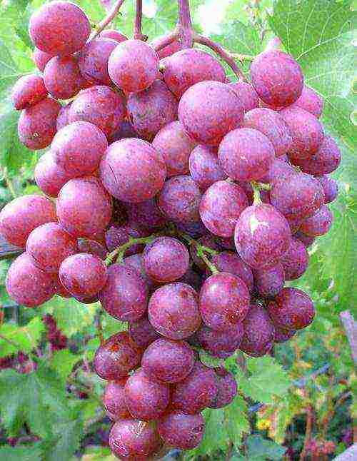 the best muscat grapes