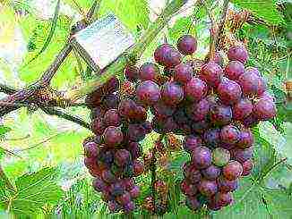 the best muscat grapes