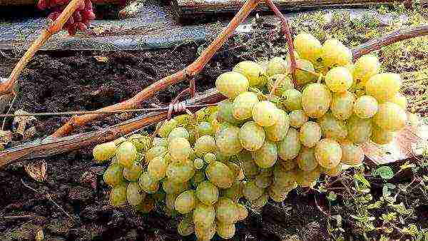 the best muscat grapes