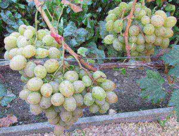 the best muscat grapes