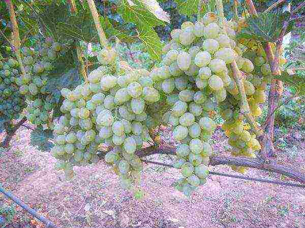 the best muscat grapes