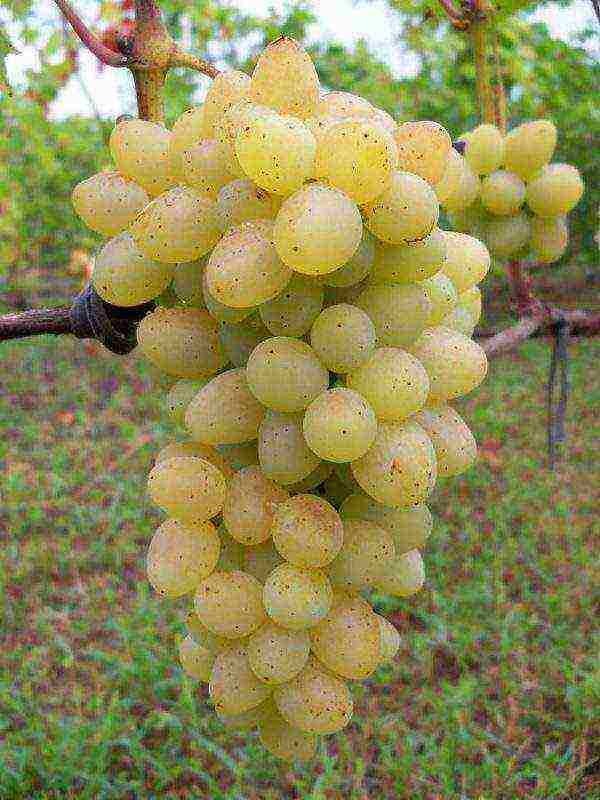 the best muscat grapes