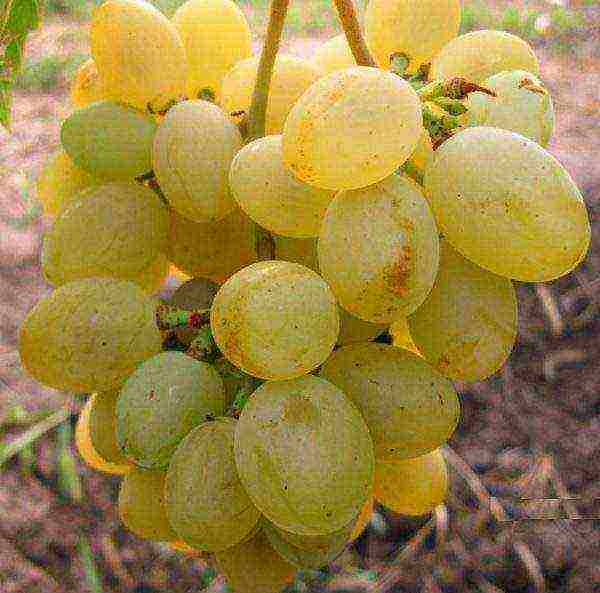 the best muscat grapes