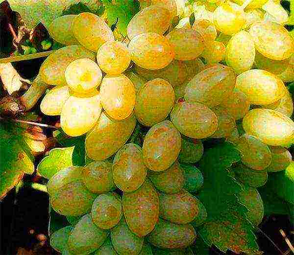 the best muscat grapes