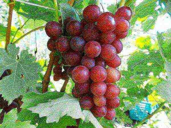 the best muscat grapes