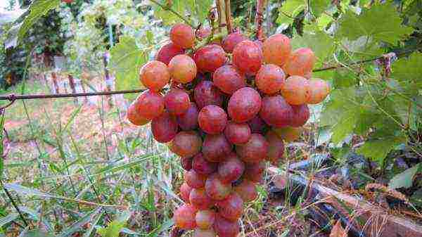 the best muscat grapes