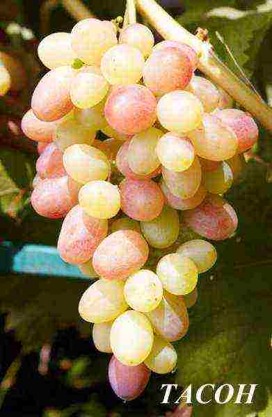 the best muscat grapes