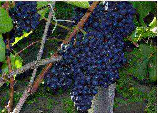 the best muscat grapes