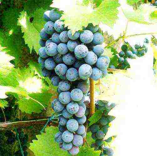 the best muscat grapes