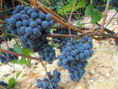 the best muscat grapes