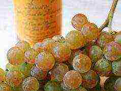 the best muscat grapes