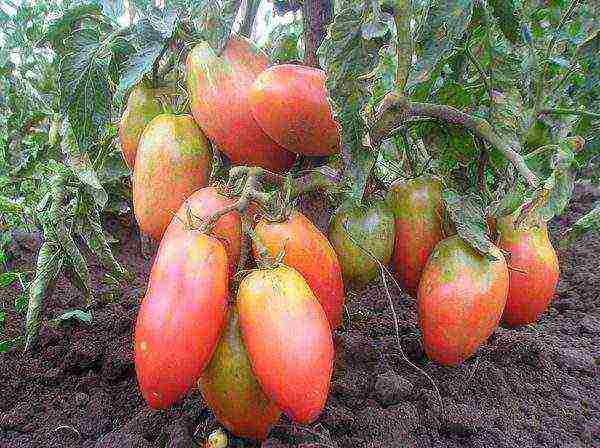 ang pinakamahusay na undersized tomato varieties