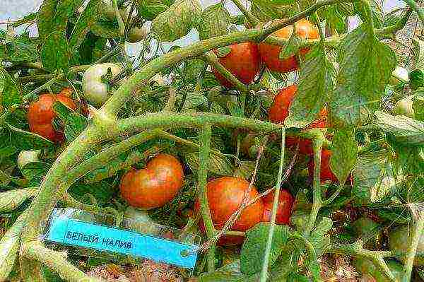 the best undersized tomato varieties