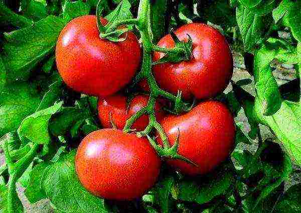 the best undersized tomato varieties