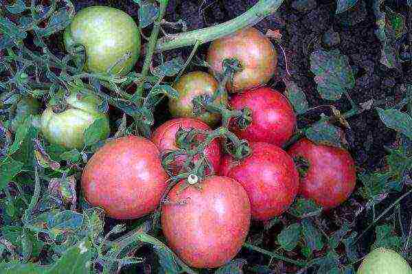 ang pinakamahusay na undersized tomato varieties