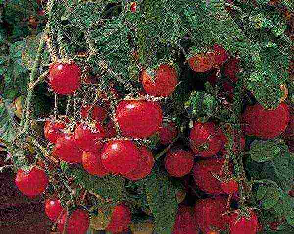 the best undersized tomato varieties