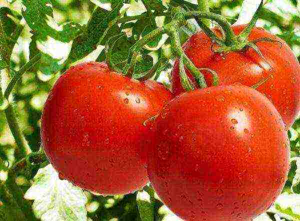 ang pinakamahusay na undersized tomato varieties