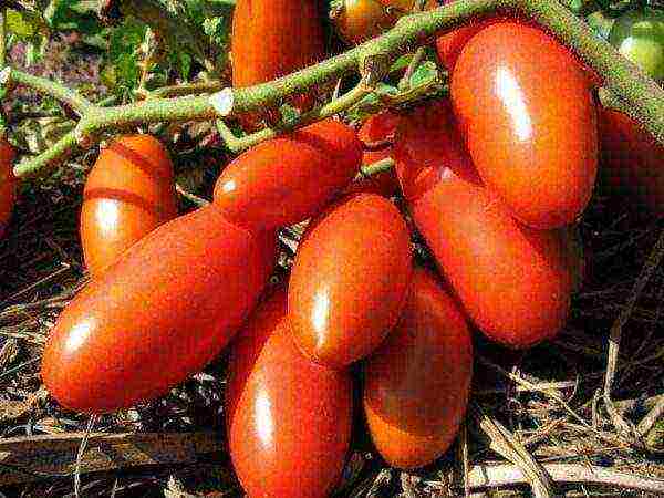 ang pinakamahusay na undersized tomato varieties