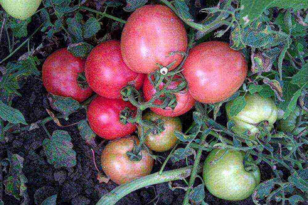 the best low-growing varieties of tomatoes