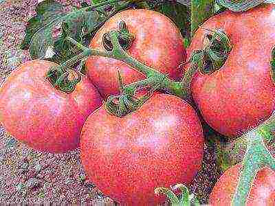 the best low-growing varieties of tomatoes