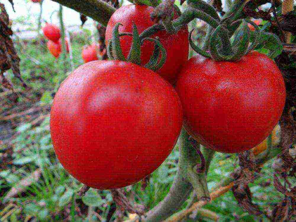 the best low-growing varieties of tomatoes