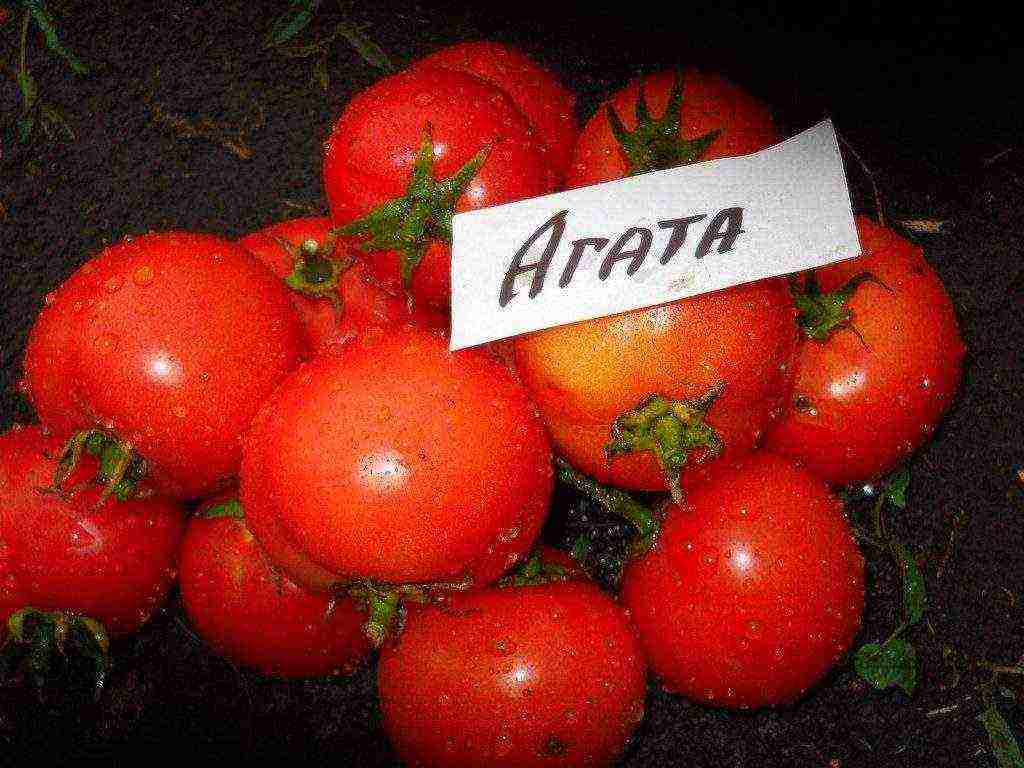 the best low-growing varieties of tomatoes